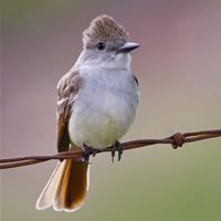 Birds