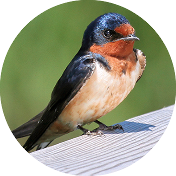 Barn Swallow
