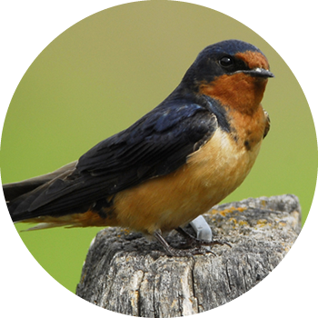 Barn Swallow