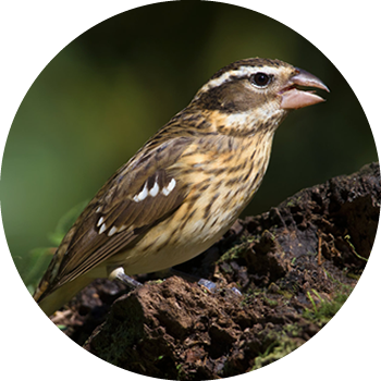 Black-headed Grosbeak