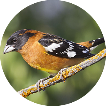 Black-headed Grosbeak