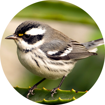 Black-throated Gray Warbler