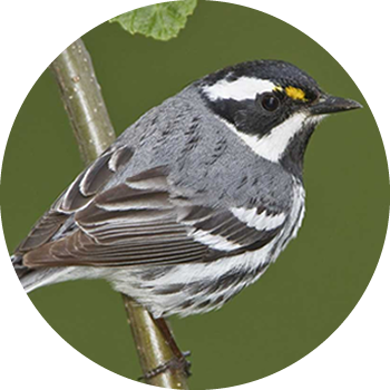 Black-throated Gray Warbler