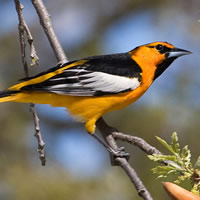 Birds