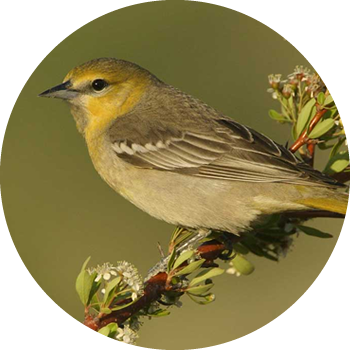 Bullock's Oriole