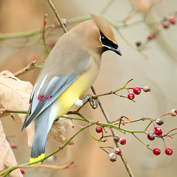 Cedar Waxwing