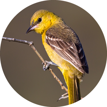 Hooded Oriole