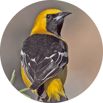 Bird Study