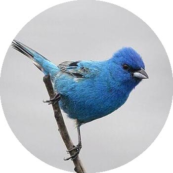 <? echo $pagetitle ?>