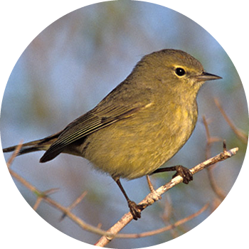 Orange-crowned Warbler