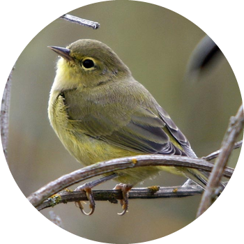 Orange-crowned Warbler