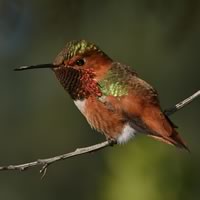 Birds