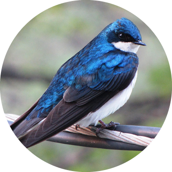 Tree Swallow