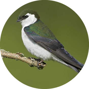 Violet-green Swallow