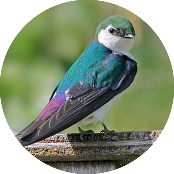 Violet-green Swallow