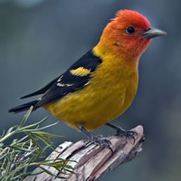 Birds