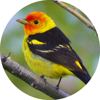 Western Tanager