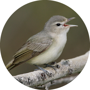 Western Warbling Vireo
