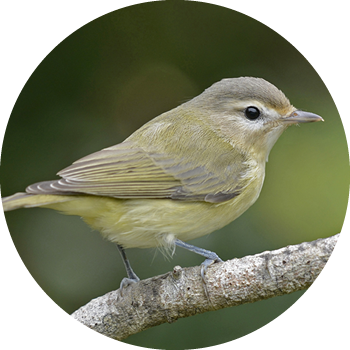 Western Warbling Vireo