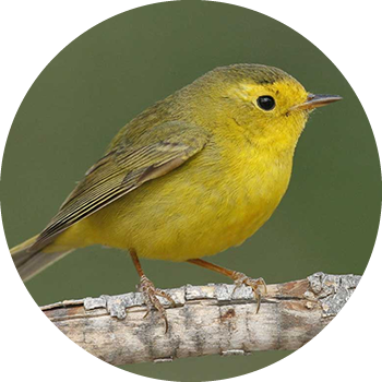 Wilson's Warbler