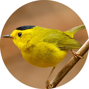 Wilson's Warbler