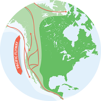 Bird Migration Maps
